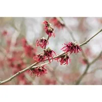 Hamamelis intermedia Rubin - Hybrid-Zaubernuss, 1 St. - Bäume, Sträucher & Hecken - Wunderschöne rote Blüten von Januar bis März, ideal für halbschattige, windgeschützte Standorte.