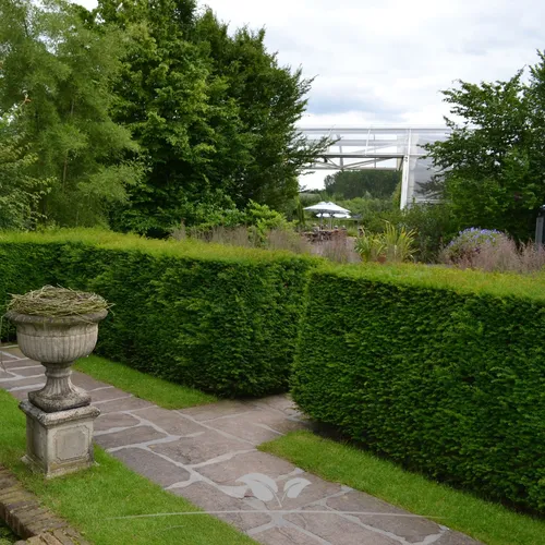 Gemeine Eibe Taxus baccata 100-120 cm. Angebot: 3 Heckenpflanzen. Eibenhecke