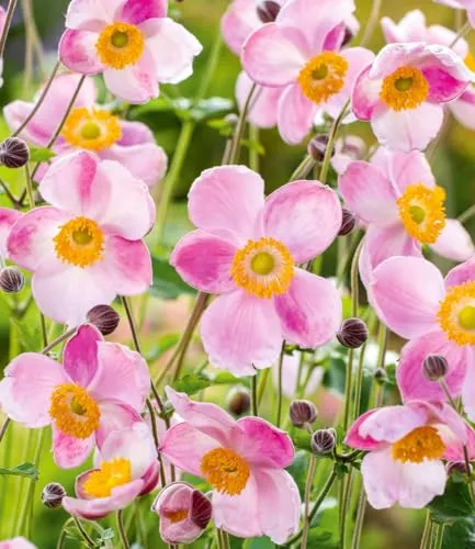 BALDUR Garten Rosa Herbst-Anemone,2 Pflanzen, blüht im Herbst sehr üppig, beliebte winterharte Staude, bienenfreundlicher Dauerblüher, pflegeleicht & wetterfest