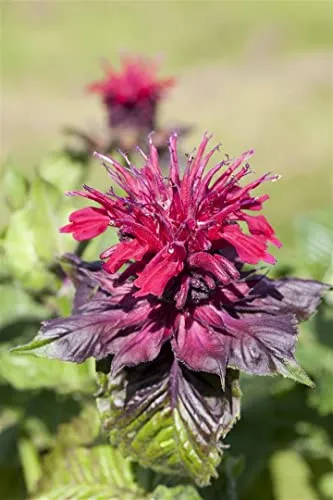 Monarda didyma 9x9 cm Topf – Winterhart, Mehrjährig, Pflegeleicht – Indianernessel – Staude für Beet & Rabatte