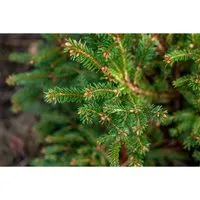 Pflanzen für Dich Konifere Picea abies Pygmaea - Kompakte Zwergfichte - Ziergehölze mit kissenförmiger Silhouette, immergrün und ideal für kleine Gärten. Pflegeleicht und winterhart, setzt sie elegante Akzente auf Terrasse und Balkon.