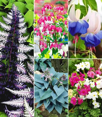 BALDUR Garten Beetpflanze Winterhartes Stauden-Schattenbeet, 12 St., Freilandfuchsien, winterhart, mehrjährig, schattenverträglich