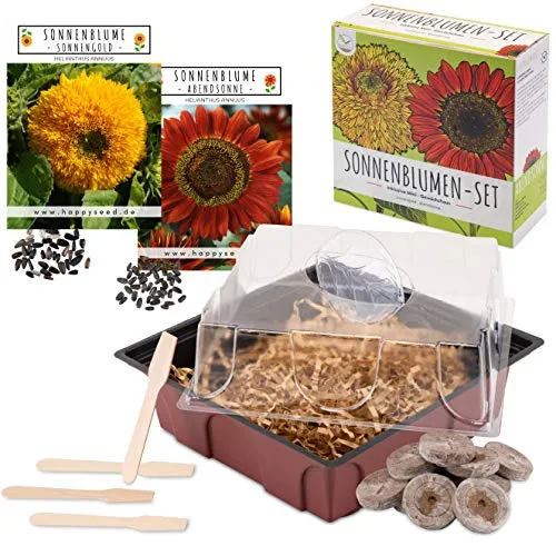 Sonnenblumen Anzuchtset - Pflanzset aus Mini-Gewächshaus, Sonnenblumen Samen & Erde - nachhaltige Geschenkidee für Pflanzenfreunde (Abendsonne + Sonnengold)
