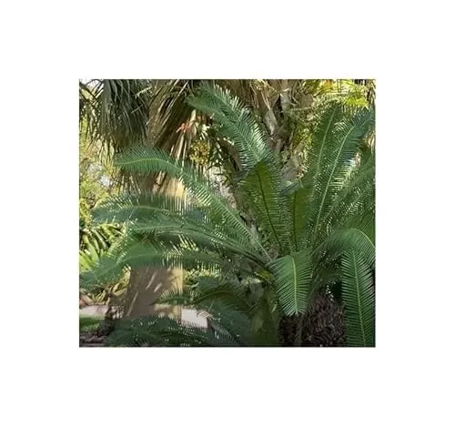Stk - 5x Dioon edule Mexikanischer Palmfarn Garten Pflanzen - Samen B1288 - Seeds & Plants Shop by Ipsa