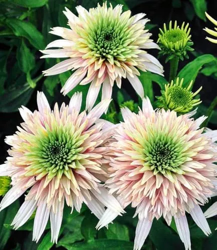 BALDUR Garten Staude Echinacea 'Cherry Fluff', 3 St. - Pflegeleichter Sonnenhut - Die Echinacea 'Cherry Fluff' begeistert mit ihren zartrosa Blüten und winterharten Eigenschaften. Ideal für Kübel oder Garten, bringt sie Farbe von Juni bis September und benötigt nur wenig Pflege.