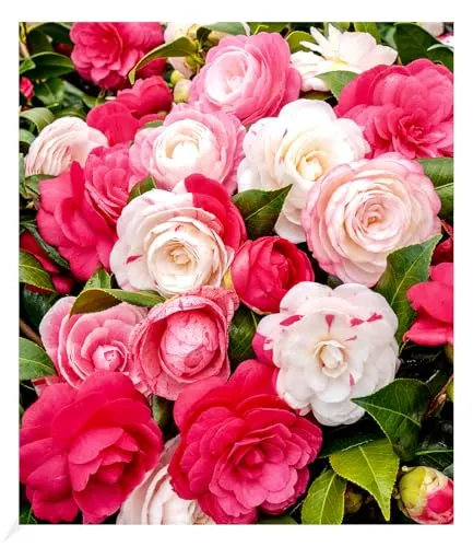 BALDUR Garten Freiland-Kamelie Festival Tricolor - Mehrfarbig blühend - Winterharte Pflanze für Halbschatten, blüht im Winter & Frühjahr, geringerer Pflege- und Wasserbedarf, ideal für Gärten und Terrassen.