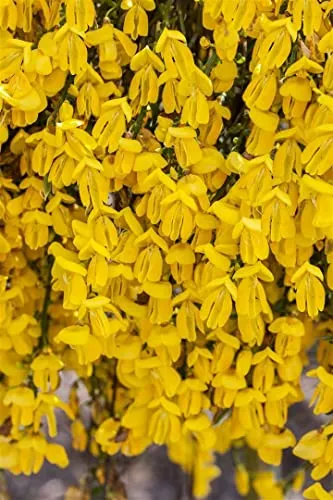 Cytisus scoparius 'Golden Sunlight' 30–40 cm – Winterhart, Mehrjährig, Pflegeleicht – Besenginster – Zierstrauch für Beet & Kübel