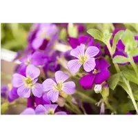Aubrieta X Cultorum Kitte Blaukissen Violett Ca. 9x9 cm Topf