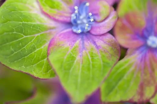 Bauernhortensie Saxon® Schloß Wackerbarth® - Hydrangea Mac. - Die Bauernhortensie Saxon® Schloß Wackerbarth® begeistert mit großen, farbenfrohen Blüten von Bordeauxrot bis Violett. Ideal für halbschattige Beete, als Kübelpflanze oder in Gruppenpflanzungen.