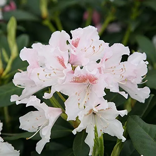 Rhododendron 'Cunningham White' 40-50 cm Topf