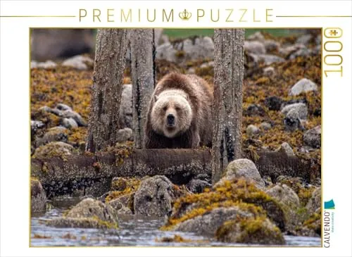 CALVENDO Puzzle Auf der Lauer | 1000 Teile Foto-Puzzle für entspannte Stunden - Erleben Sie die Schönheit des Great Bear Rainforest mit diesem 1000 Teile Puzzle. Genießen Sie die faszinierenden Grizzlybären in ihrer natürlichen Umgebung und tauchen Sie ein in die unberührte Wildnis British Columbias.