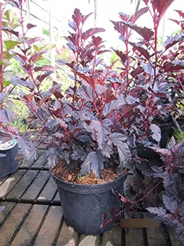 Physocarpus opulifolius All Black - Schwarzrote Blasenspiere - 40-60cm