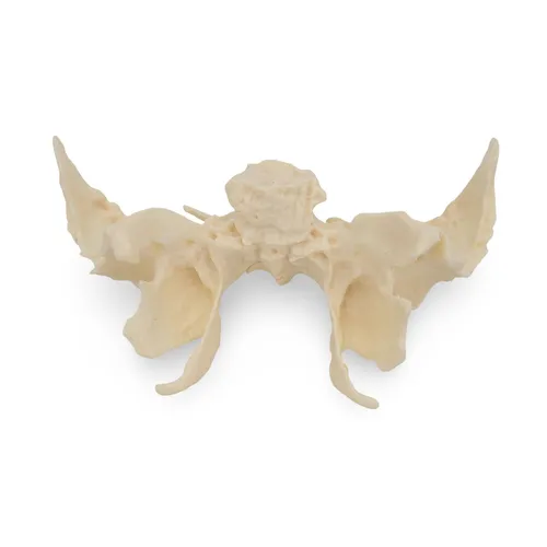 Keilbein Os Sphenoides Anatomie Modell lebensgroß detailiert