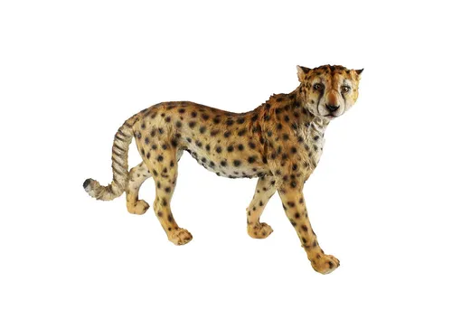colourliving Tierfigur Lebensechte Gepard Figur stehend - Figuren & Skulpturen – Handbemalte Deko für Haus & Garten, ein echter Hingucker, der Respekt und Bewunderung erweckt. Ideal für Indoor und Outdoor.