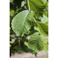 Weißer Maulbeerbaum Morus alba 60–80 cm – Winterhart & Pflegeleicht - Winterharter, mehrjähriger Obstbaum für Garten & Kübel. Dekoratives Laub, bienenfreundlich und pflegeleicht. Ideal für sonnige bis halbschattige Standorte mit süßen, essbaren Früchten.