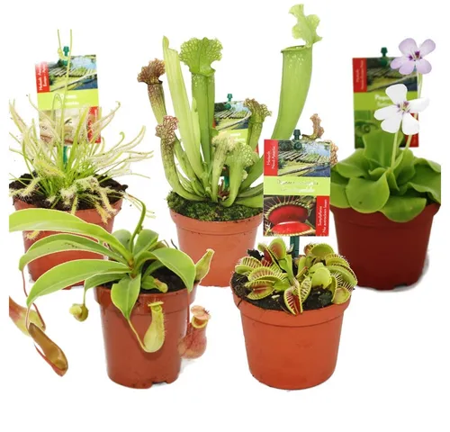 Exotenherz von Exotenherz