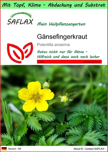 SAFLAX Blumensamen SAFLAX - Garden to go - Gänsefingerkraut