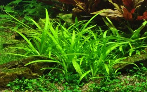 AquaOne Aquarium Pflanze In Vitro Sagittaria subulata Wasserpflanze 1-2-Grow. Aquariumpflanze Becher Labor-Aquarienpflanzen Dekoration Aquascaping