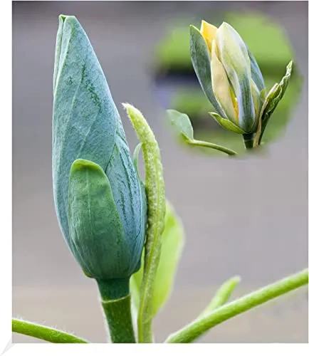 BALDUR Garten Magnolien 'Blue Opal', 1 Pflanze, Magnolia acuminata, Magnolia, winterhart, mehrjährig, Tulpenmagnolie Magnolienbaum, blühend, Zierstrauch-Rarität