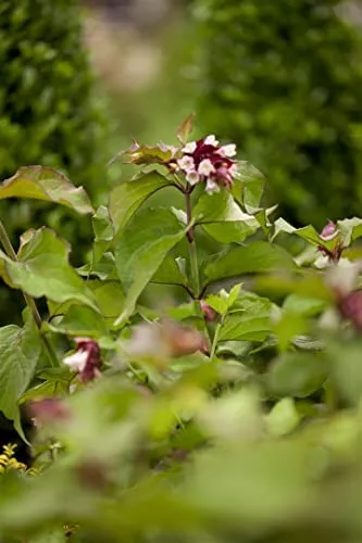 Leycesteria formosa 'Purple Rain' – Pflegeleichter Zierstrauch für Garten & Beet - Winterharter, mehrjähriger Zierstrauch mit purpurfarbenen Hochblättern und weißen Blüten. Ideal für Garten, Terrasse und Balkon. Bienenfreundlich, schnittverträglich und robust.
