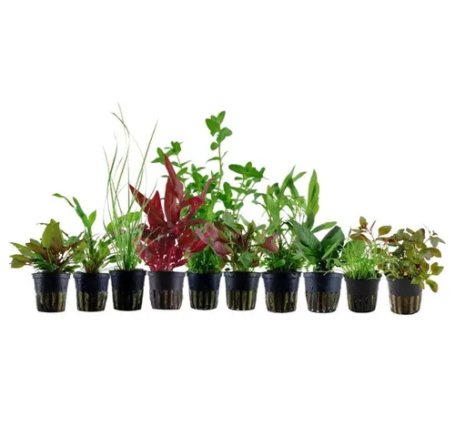 Aquaone Wasserpflanze Set für 80 Liter Aquarien von AquaOne