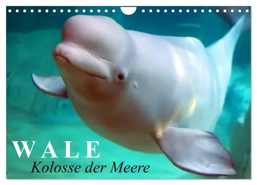 Elisabeth Stanzer | Wale - Kolosse der Meere (Wandkalender 2026 DIN A4 quer),...