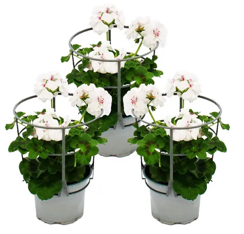 Exotenherz Beetpflanze Geranien hängend Pelargonium peltatum ver.Farben 12cm Topf 3er Set
