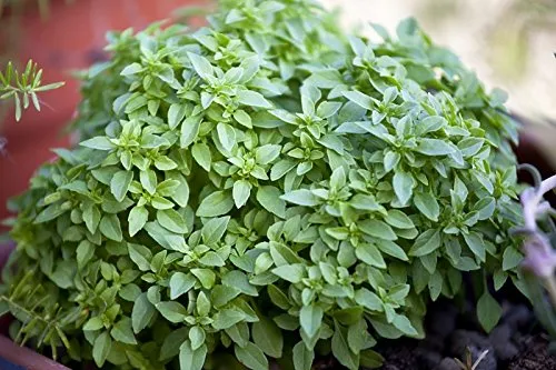 Basilikum Griechisches Busch - min. 30 Samen