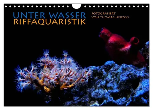 UNTER WASSER Riffaquaristik Wandkalender 2025 - Entdecken Sie die faszinierende bunte Unterwasserwelt mit unserem Wandkalender 2025. Ideal für Aquaristik-Liebhaber, bietet er beeindruckende Motive und hochwertige Druckqualität.