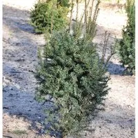 Produktbild Eibe Typ Enno Hinrichs 25-30cm - Taxus baccata