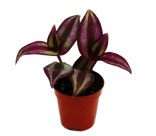 Exotenherz Zimmerpflanze Mini-Pflanze Tradescantia Purple Dreimasterblume Wasserhexe 5,5cm Topf