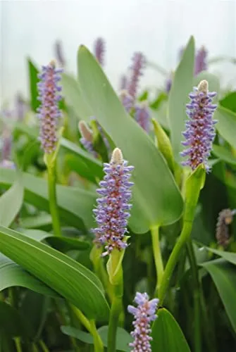 Pontederia cordata var. lanceolata 9x9 cm Topf – Winterhart, Mehrjährig, Pflegeleicht – Hechtkraut – Teichpflanze für Teichrand & Sumpfzone
