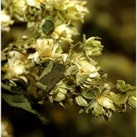 Produktbild Wilder Hopfen - Humulus,upulus
