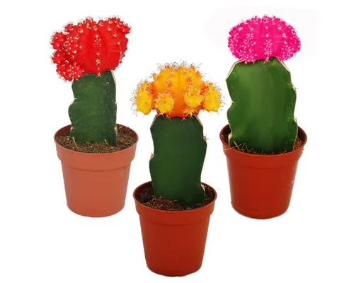 Exotenherz Kaktus 3 verschieden-farbige veredelte Kakteen Set, 5,5cm Topf 10-12cm hoch