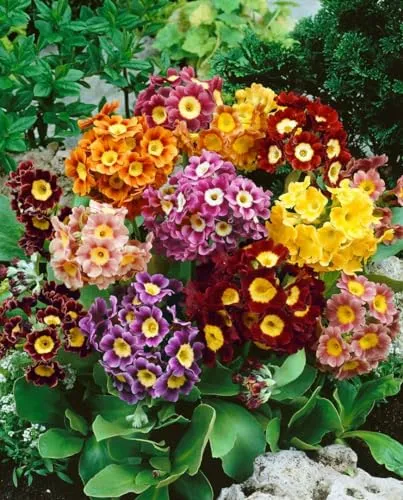 Primula x pubescens 9x9 cm Topf – Winterhart, Mehrjährig, Pflegeleicht – Aurikel – Staude für Steingarten & Beet