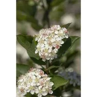 Aronia Arbutifolia Brilliant Rote Apfelbeere 60–80 Cm - Beerensträucher mit leuchtend roten Beeren und atemberaubender Herbstfärbung, ideal für pflegeleichte Hecken und Rabatten. Winterhart und bienenfreundlich.