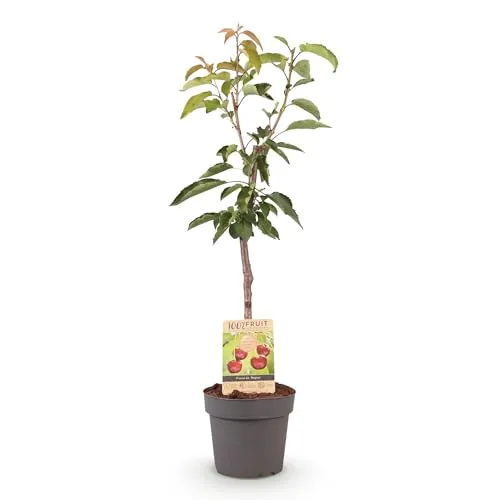 GreenboutiQ - Obstpflanze - Kirschenbaum - Prunus avium Regina - Rote Kirsche - Topf 21cm Höhe 90cm