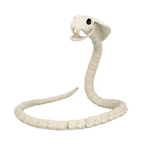 Schlangenskelett – 102x10 cm, Gruseliges Accessoire für Halloween
