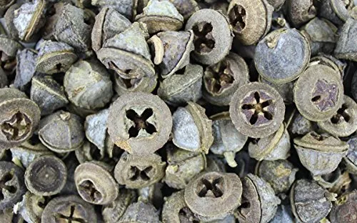 1000Kräuter Eukalyptusfrüchte ganz (Eucalyptus globulus) (200g)