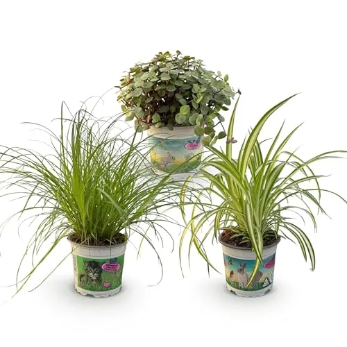 Green boutiQ - Zimmerpflanze - Cyperus - Calissia - Chlorophytum - Mix aus 3 - Haustierfreundliche Pflanzen - Grün - 3 Pflanzen - Topf 12cm - Höhe 20cm