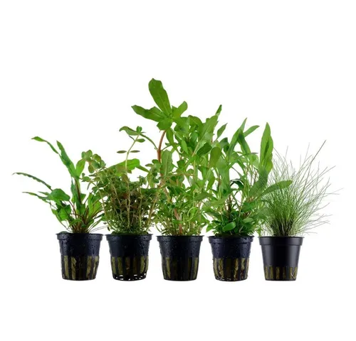 Aquaone Wasserpflanze Set mit 5 Einsteigerpflanzen Nr.218 von AquaOne