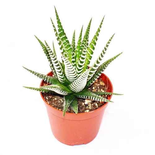 Exotenherz Kaktus Haworthia fasciata 