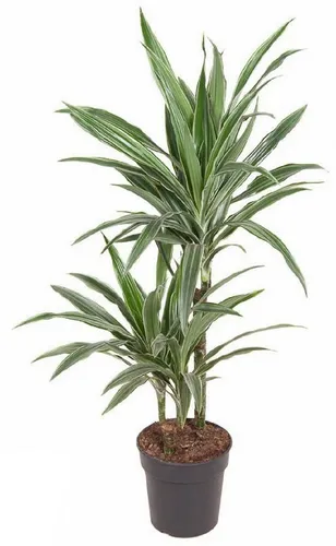 Drachenbaum XXL 100cm Zimmerpflanze - Imposante Drachenbaum Zimmerpflanze, 100 cm hoch. Ideal für helle bis halbschattige Standorte. Pflegeleicht mit mäßigem Wasserbedarf, perfekt für ein dekoratives Raumklima.