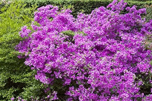 Produktbild Rhododendron obtusum 'Purpurtraum' 15–20 cm – Winterhart, Immergrün, Mehrjährig – Japanische Azalee – Zierstrauch für Beet & Kübel