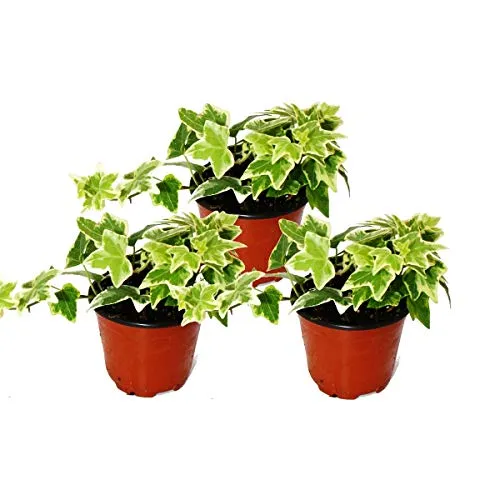 Hedera helix, 3er Set, Efeu, weißbuntes Laub, 9cm Topf