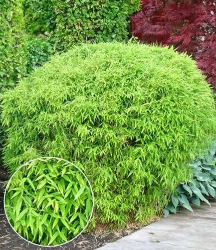 BALDUR-Garten Pflanzen von BALDUR-Garten