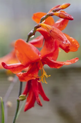 Produktbild Pflanzen für Dich Staude Crocosmia crocosmiiflora Babylon, 1 St., Montbretie, Garten-Montbretie
