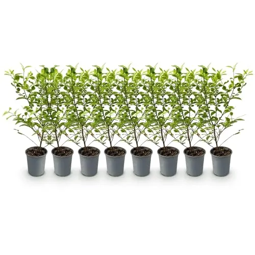 Produktbild GreenboutiQ
