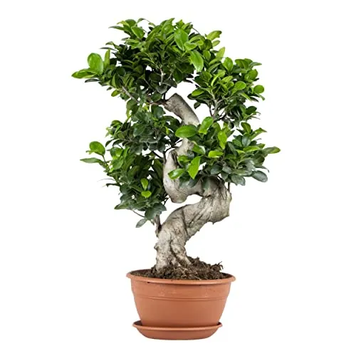 Produktbild Bloomique Ficus Ginseng Bonsai – Pflegeleichte Zimmerpflanze (60–80 cm)