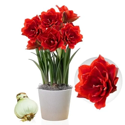 Amaryllis Zwiebel Cherry Nymph in rot von DUTCH BULBS